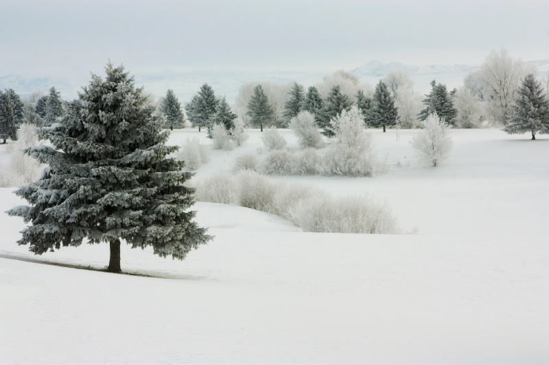 Frosty Morning