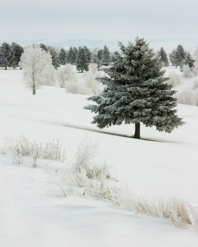 Winter Morning