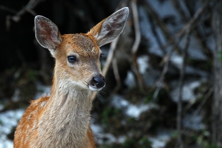 Fawn