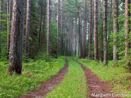 Beckoning Woods