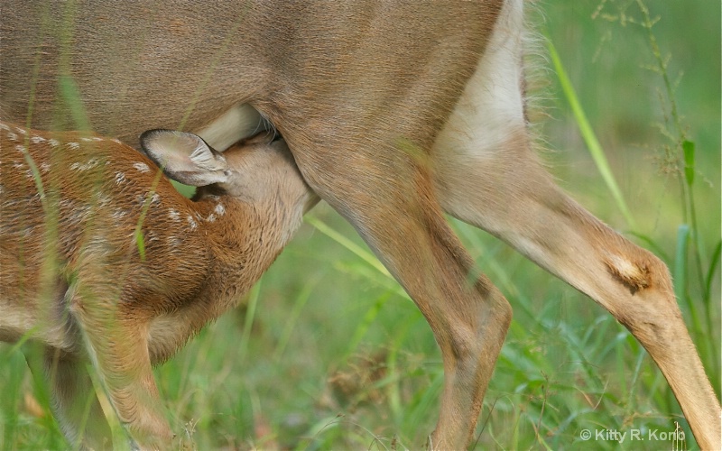 Wildlife of Valley Forg - Mom and Baby Deer