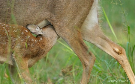 Wildlife of Valley Forg - Mom and Baby Deer