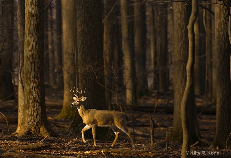 Wildlife of Valley Forge - Deer in the Woods