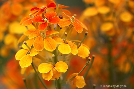 Orange Blossom