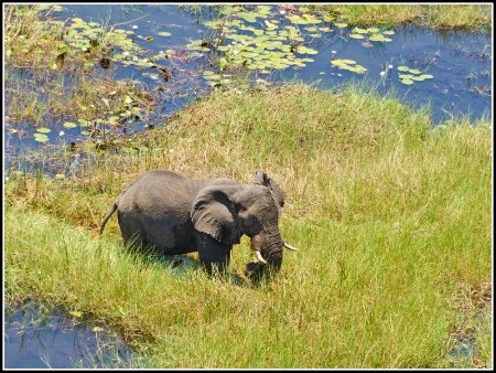 Elephant in the marsh