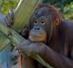 Orangutan