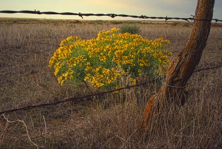 ~ AUTUMN BOUQUET AT SUNSET ~