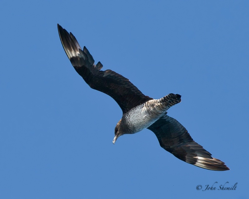 Pomarine Jaegar - Nov 6th, 2011 - ID: 12538872 © John Shemilt