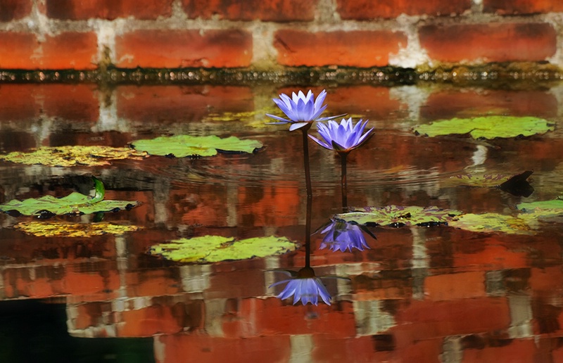 The Lily Pond