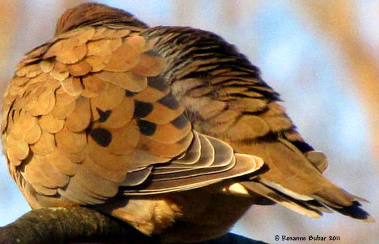 Dove Roosting