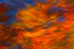 Oak leaves in the...