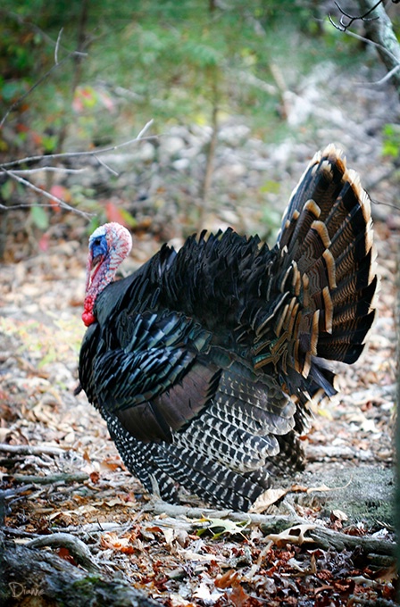 Strutting Tom Turkey