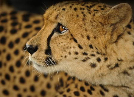 Cheetah