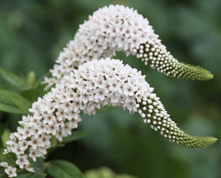 A flower couple II