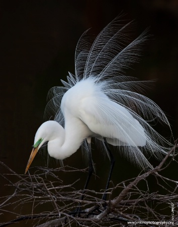 <b>Sinch's Great Egret</b>