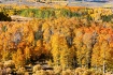 Some of Nature...