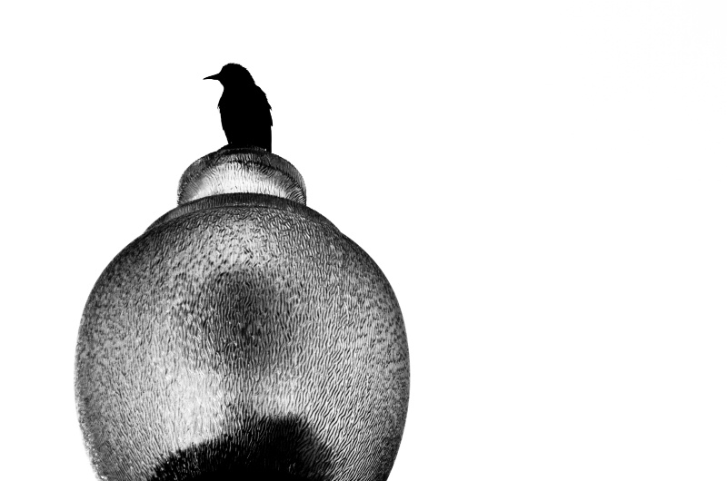 Negative Space:  Bird on a Lamppost