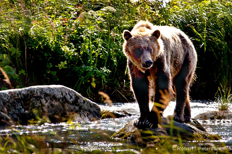 Mama grizzly looks for food