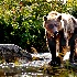 © Bob Peterson PhotoID # 12546385: Mama grizzly looks for food