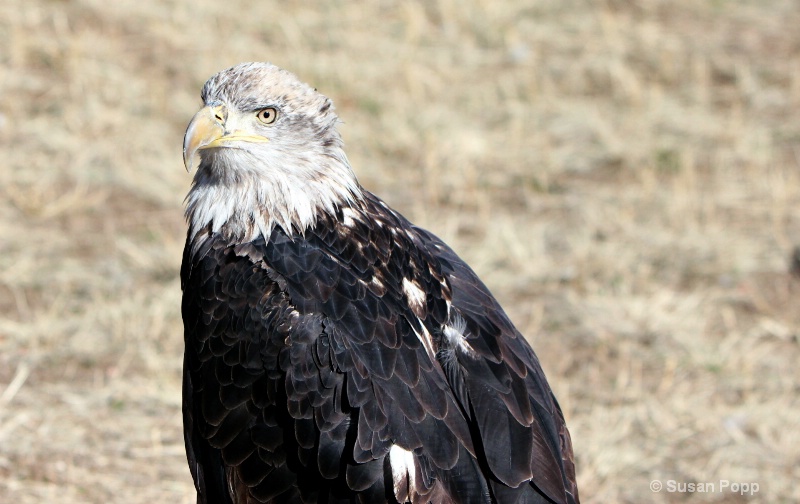 Young Eagle