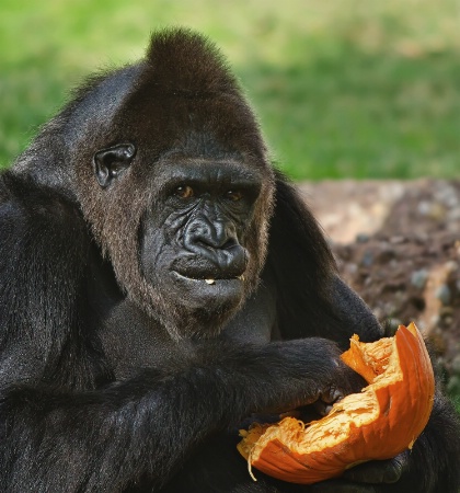 It's Pumpkin Time