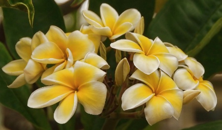 Yellow Plumeria