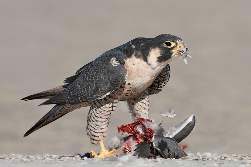 Breakfast on the Beach