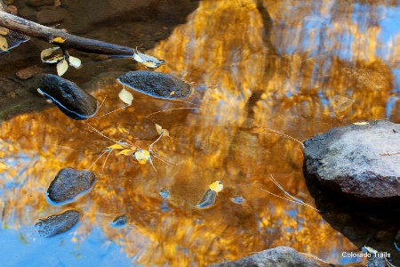 Reflective Pool