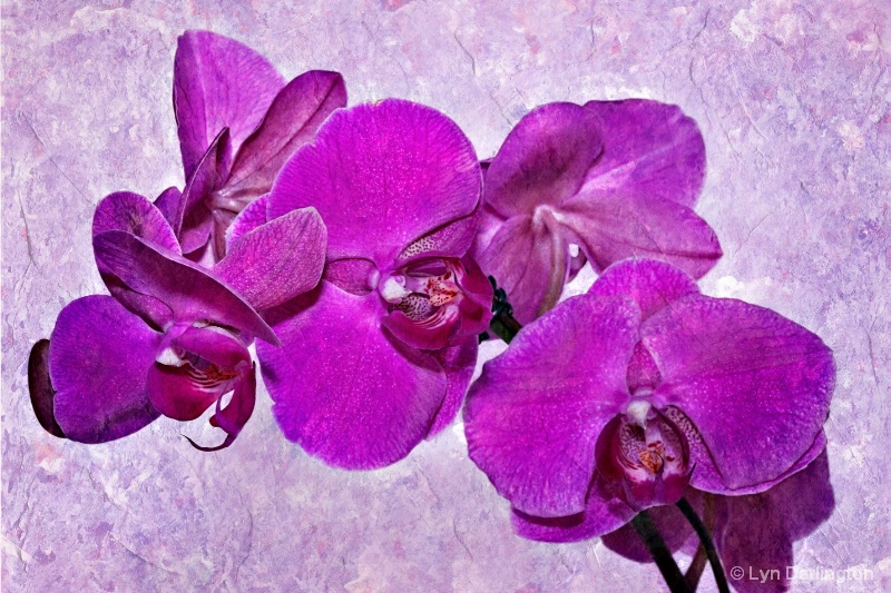 Purple orchids.