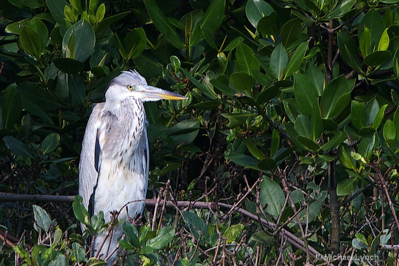 Among the Mangroves in Okinawa
