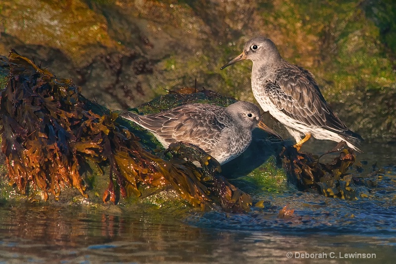 Sandpipers 