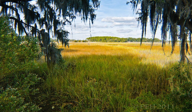 Marsh View