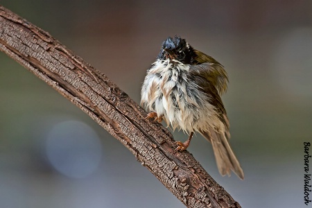 Wet bird