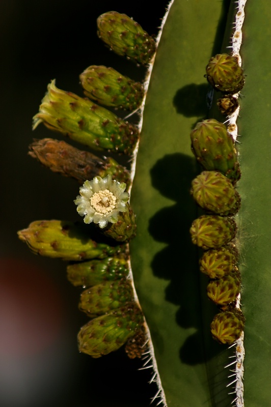 One Small Singular Sensation - ID: 12550628 © Patricia A. Casey