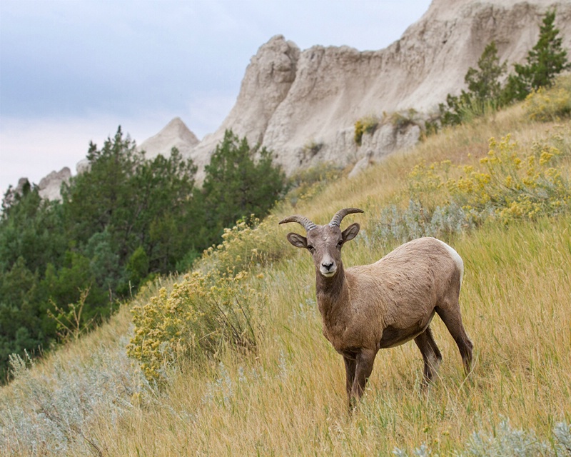 Badlands Bighorn Sheep