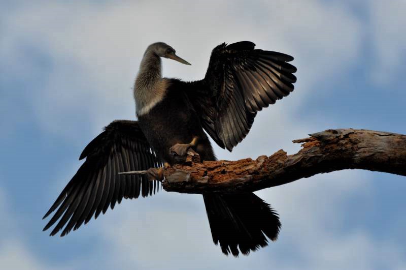 Anhinga