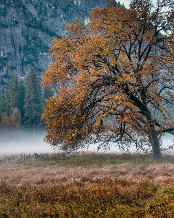 Cook's Meadow Oak