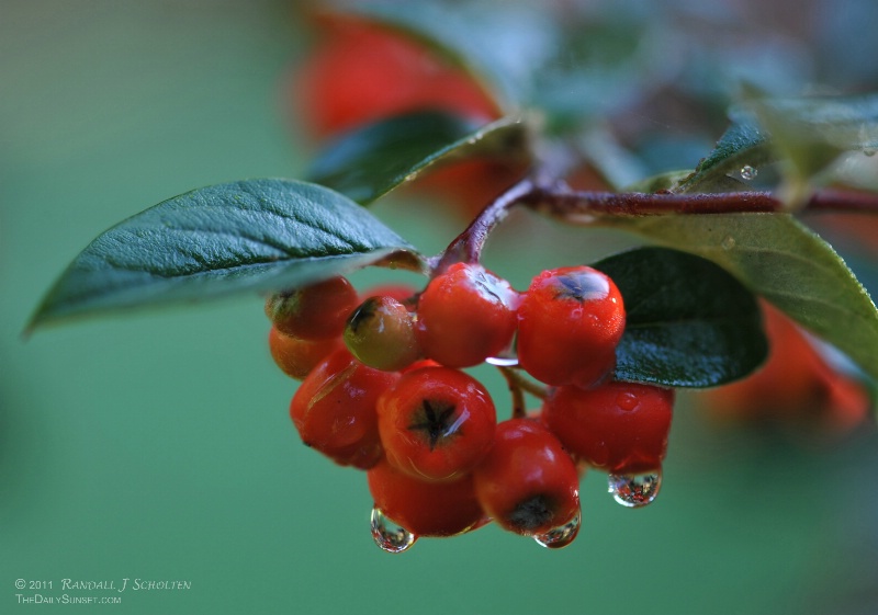 Dew Drop Berries