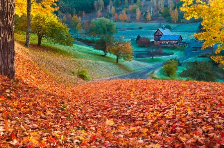 Carpet of leaves ....