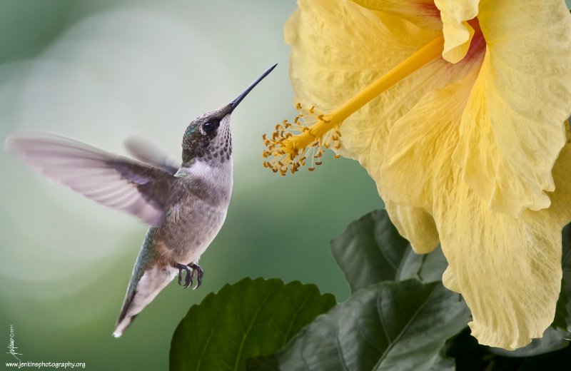 <b>Hummingbird At Hibiscus III</b>