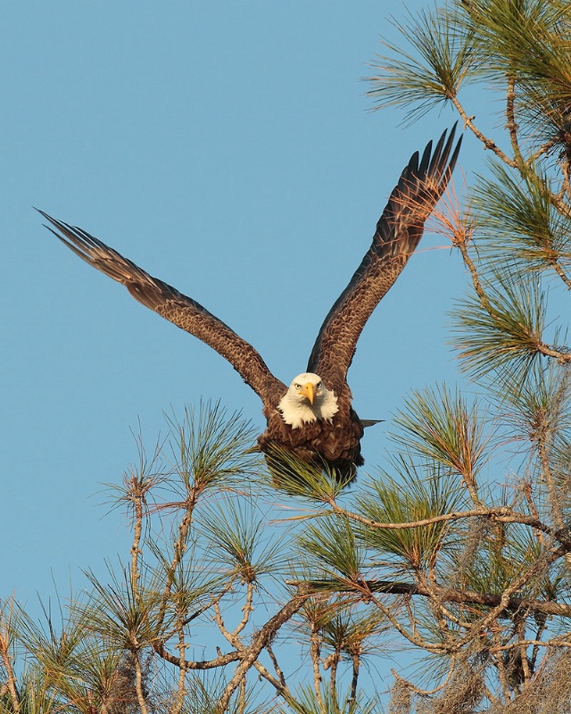 Bald Eagle Take off