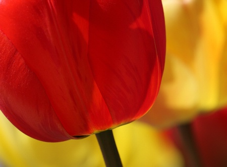 Red tulip over yellow ones