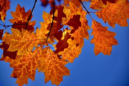 Red Oak Leaves & Blue Sky