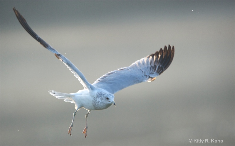 Ring Billed Gull with Legs Dangling