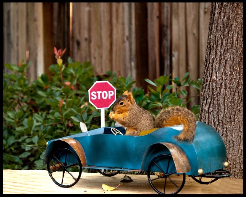 A Squirrely Ride - ID: 12556543 © Rita Hill