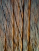 Whispering Wind