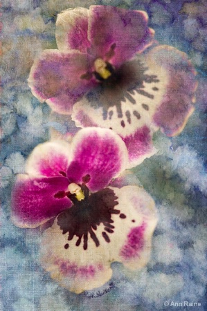 Pansy Orchids