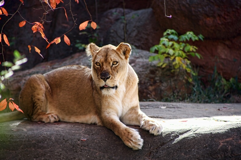 Lioness at Zoo Atlanta