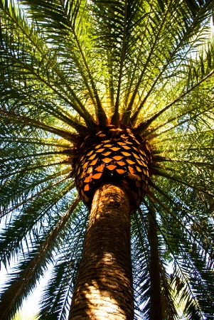 Sunlit Palm Tree