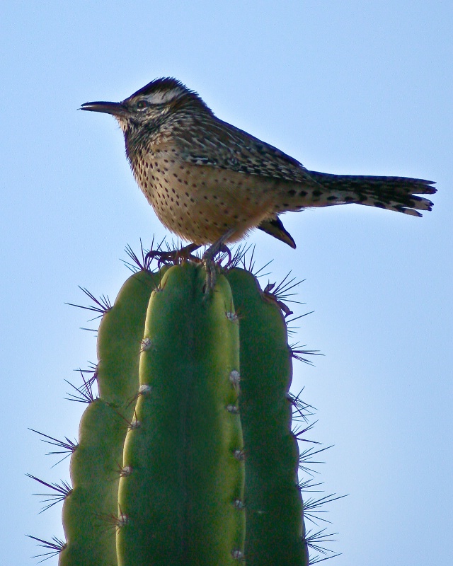 Cactus Wren - ID: 12557686 © Patricia A. Casey